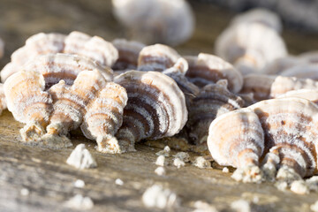 Tree fungus on a dead tree trunk