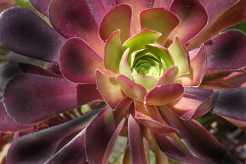 Aeonium mardi gras