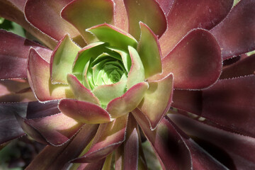 Aeonium mardi gras