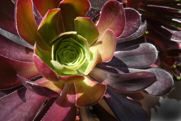 Aeonium mardi gras