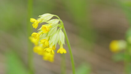 Cowslip or primula veris. Common cowslips or primula veris, in bloom. Species is native throughout...