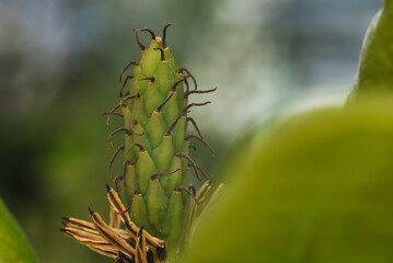 close up of a plant