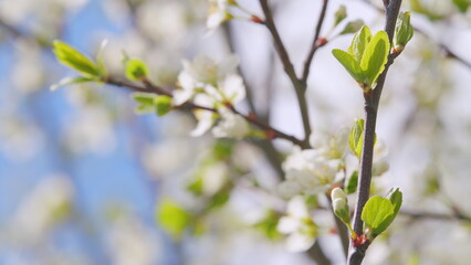 Cherry blossoms in spring. Lots of white flowers in sunlight spring sunny day. Slow motion.