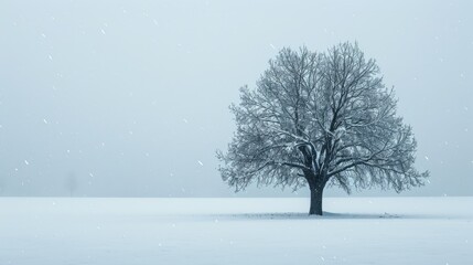 The picture of the single tree that has been covered with white snow in the middle of the empty snow land in the winter season and light from the sun can make everything bright clear on land. AIGX03.