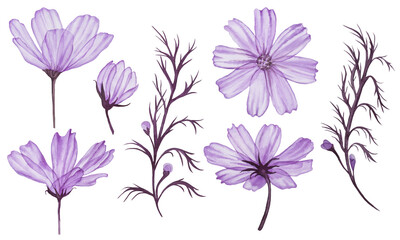 Botanical watercolor illustration of Cosmos flowers. Hand drawn  artistic element of flower bouquet kosmeya isolated on white background. For postcards, printing and decoration.