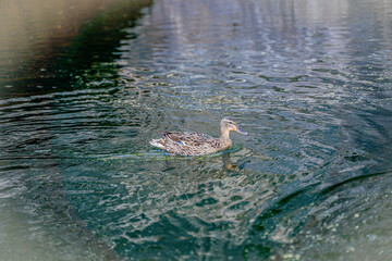 a duck bird quickly swims through the water creating circles in the water