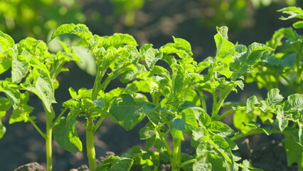 Potatoes in field. Colorado potato beetle damage potato leaves. Home plantation. Close up.