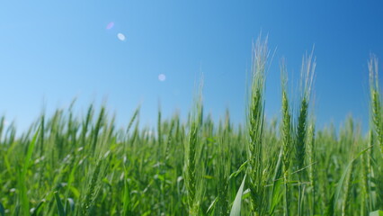 Low anlgle view. Ripe grains crop during warm summer day. Beautiful blue sky. Picturesque view of...
