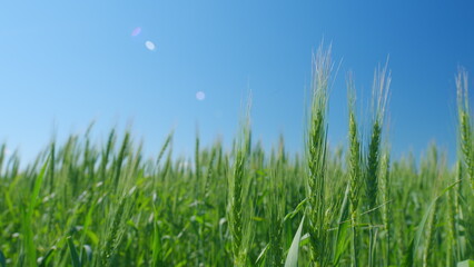 Fototapeta premium Low anlgle view. Ripe grains crop during warm summer day. Beautiful blue sky. Picturesque view of green wheat swaying in winds blowing.