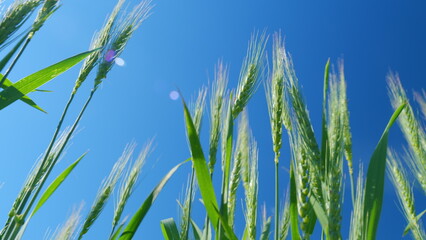 Fototapeta premium Nature landscape agriculture. Low anlgle view. Green wheat stalks blow in wind. Wheat field grows for bread.