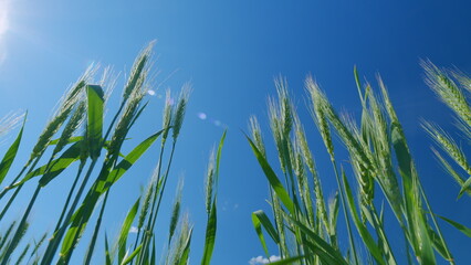 Naklejka premium Low anlgle view. Huge field of wheat in idyllic nature in rays of afternoon. Beautiful blue sky. Landscape during harvest.