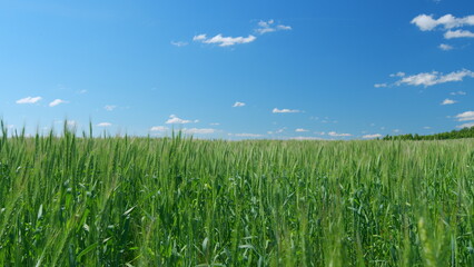 Obraz premium Young green ears of wheat. Farmer wheat field. Agriculture. Spring harvest.
