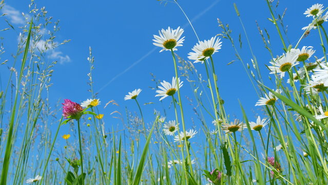 Green field with blooming beautiful daisies and buttercups with pink clover flowers. Beautiful view of meadow of chamomile flowers at summer sunny day. Low angle view.
