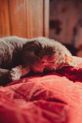 Gray Kitten Resting Peacefully on a Red Vintage Ottoman in Warm Sunlight