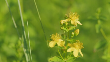 Bright yellow flowers of hypericum. St. John s wort yellow flowers. Hypericum perforatum herbal...