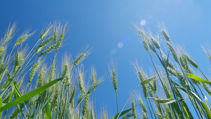 Naklejka premium Beautiful blue sky. Strong winds sway wheat field. Low anlgle view. Wheat crop field swaying though wind. Summer agricultural field.