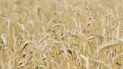 Golden wheat ears, cereal. Agriculture farm, ripening wheat. Agribusiness concept. Slow motion.