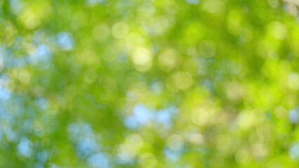 Obraz premium Beautiful green vibrant natural bokeh abstract background. Out of focus and soft beautiful light reflections. Blur.