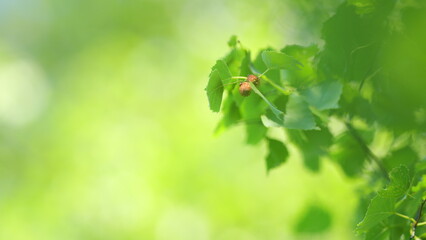 Light shining on tree leaves. Green leaves lit by the sun. Bokeh, forest and trees or greens in the...
