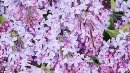 Fototapeta premium Lilac violet and purple flowers, abstract soft floral background. Nature blooming flowers backdrop. Time lapse.
