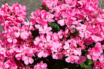 Flores rosas de geranio