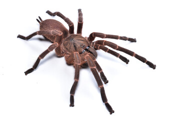 Closeup picture of the brown tarantula Phlogiellus obscurus from Borneo, photographed on white background.