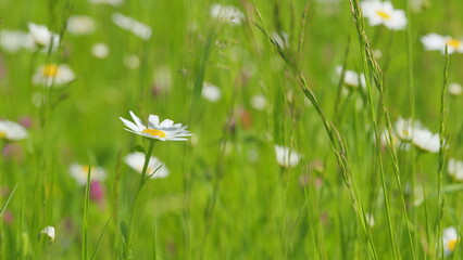 Summer field with white chamomiles and clover. White daisies and pink clover on a green meadow....