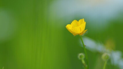Ranunculus repens swaying in the wind. Meadow yellow flowers buttercup thicket. Lesser spearwort....
