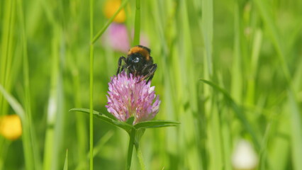 Bumblebee sits on a clover flower and collects nectar from pink flowers. Outdoors on a sunny summer...