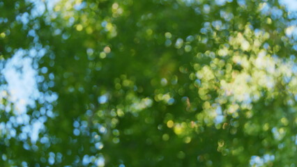 Nature abstract background. Natural green leaves plants using as spring background. Blur.