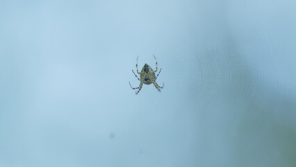 European garden spider. Cross spider in web araneus diadematus. Close up.
