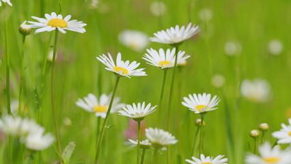 Beautiful European meadow with daisies and clover. Morning field with flowers and grass. Slow...