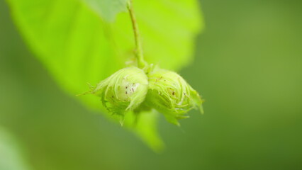 Hazelnuts in their clusters and leaves of common hazel. Hazelnut grows on a tree. Slow motion.