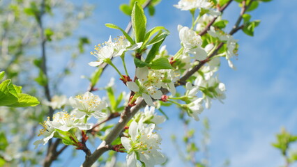 Obraz premium White blooming on a tree in early spring in the garden. White cherry flower with white petals blooming. Close up.