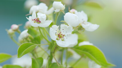 Blooming pear tree in the spring garden. Inflorescence of pear on branches with leaves. Close up.