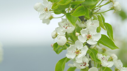 Flowering pear flowers. Spring flowering pear tree. White petals. Nature in springtime. Close up.