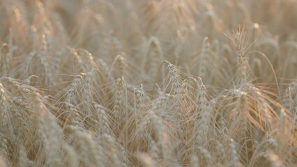 Ears of golden ripe wheat. Food security in the world. Landscape summer field. Cereal farming agricultural. Bokeh.