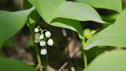Lilies of valley in forest wind shakes. Convallaria majalis. Blossoming flowers of lily of valley....