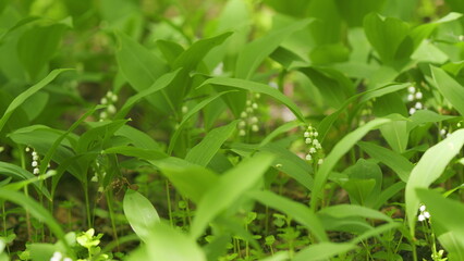 Lilies of valley in forest wind shakes. Convallaria majalis. Blossoming flowers of lily of valley....