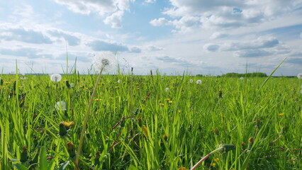 Obraz premium Dandelion field sways in the wind. Beautiful lawn, dandelions field background. White fluffy dandelion. Close up.