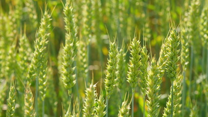 Agriculture and farming with wheat harvest and grain crop. Ripening crops under warm sun. Close up.