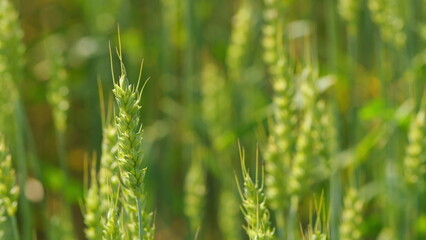 Ripe stakes agrobusiness field. Golden wheat field in sunset sun at summer time. Wheat ears in sun. Close up.