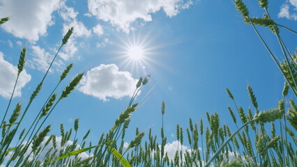 Wheat ears sway in wind. Low anlgle view. Agriculture industry. Beautiful blue sky. Farming wheat on farm. Field of ripe wheat. Slow motion.