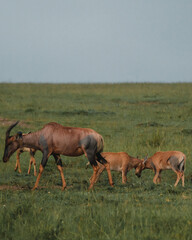 Topis and calves grazing, Masai Mara, Kenya