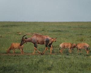 Fototapeta premium Topis and calves grazing, Masai Mara, Kenya
