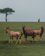 Topis roam and graze, lone tree backdrop, Masai Mara
