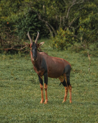 Topi stands alert in Masai Mara grasslands