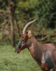 Topi stands alert in Masai Mara grasslands