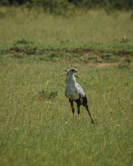 Secretary bird striding in Masai Mara grassland