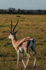 Alert Thomson's gazelle in expansive Kenyan savannah